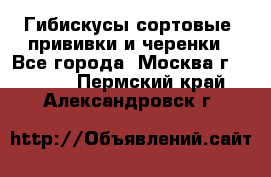 Гибискусы сортовые, прививки и черенки - Все города, Москва г.  »    . Пермский край,Александровск г.